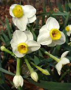 blanco Flor Narcisos, Daffy Dilly Abajo (Narcissus) Plantas de interior foto