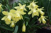 ყვითელი ყვავილების Daffodils, Daffy ქვემოთ Dilly (Narcissus) სახლი მცენარეთა ფოტო