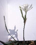 blanco Flor Narciso De Mar, Lirio De Mar, Lirio De Arena (Pancratium) Plantas de interior foto