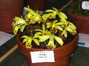 ყვითელი ყვავილების Indian Crocus (Pleione) სახლი მცენარეთა ფოტო