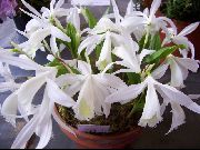 白 印度番红花 (Pleione) 室内植物 照片