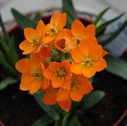 オレンジ フラワー ベツレヘムの星を垂下 (Ornithogalum) 観葉植物 フォト