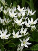 бял Цвете Увиснали Витлеемската Звезда (Ornithogalum) Стайни растения снимка