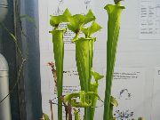zelena Cvijet Bacač Biljka (Sarracenia)  foto