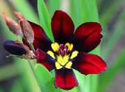 бордовий Квітка Спараксіс (Sparaxis) Кімнатні рослини фото