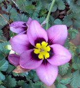 Sparaxis Blume flieder
