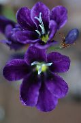 Sparaxis Flor púrpura