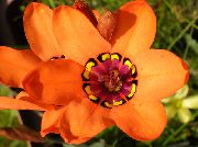 помаранчевий Квітка Спараксіс (Sparaxis) Кімнатні рослини фото