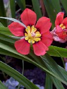 kırmızı çiçek Sparaxis  Ev bitkileri fotoğraf