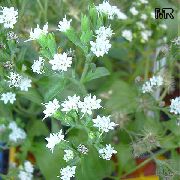 alb Floare Stevia, Frunze De Dulce De Paraguay, Dulce-Planta, Miere Yerba, Honeyleaf, Frunze Bomboane  Oală Planta fotografie