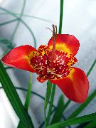 Tigridia, მექსიკელი Shell-Flower ყვავილების წითელი