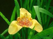Tigridia, Mexická Shell Kvet Kvetina žltý