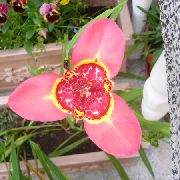 roze Tigridia, Meksička Školjaka Cvijet  Biljka u Saksiji foto