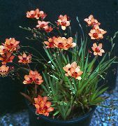 oranžinis žiedas Tritonia  Kambariniai augalai nuotrauka