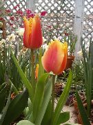 წითელი ყვავილების Tulip (Tulipa) სახლი მცენარეთა ფოტო