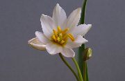 vit Blomma Tulip (Tulipa) Krukväxter foto