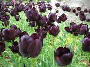 红葡萄酒 花 郁金香 (Tulipa) 室内植物 照片