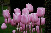 қызғылт Гүл Tyulypan (Tulipa) Үй Өсімдіктер фото