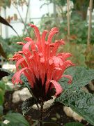 赤 フラワー ブラジルプルーム、フラミンゴ花 (Jacobinia) 観葉植物 フォト