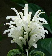 biela Brazílski Chochol, Plameniak Kvetina (Jacobinia) Izbové Rastliny fotografie