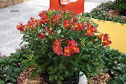 rood Bloem Peruviaanse Lelie (Alstroemeria) Kamerplanten foto