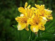 žuti Cvijet Peruanski Ljiljan (Alstroemeria) Biljka u Saksiji foto