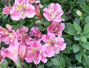 Peruánsky Lily Kvetina ružový