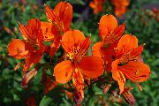 Peruánsky Lily Kvetina oranžový