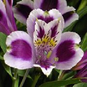 Peruvian Lily Flor lilás