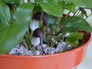 bordó Kvetina Myš Chvost Závod (Arisarum proboscideum) Izbové Rastliny fotografie