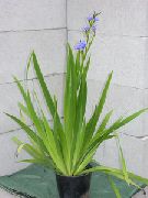 светло плава Цвет Плава Кукуруз Лили (Aristea ecklonii) Кућа Биљке фотографија