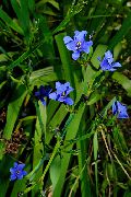 ljusblå Blomma Blå Säden Lilja (Aristea ecklonii) Krukväxter foto