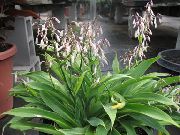 бял Цвете Renga Лилия, Рок-Лилия (Arthropodium) Стайни растения снимка