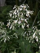 λευκό λουλούδι Renga Κρίνος, Ροκ-Κρίνος (Arthropodium) φυτά εσωτερικού χώρου φωτογραφία