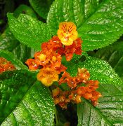 червоний Квітка Хрізотеміс (Chrysothemis) Кімнатні рослини фото