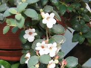 alb Floare Clopoțelul Din America Centrală (Codonanthe) Oală Planta fotografie
