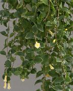 blanco Flor Bellflower Centroamericano (Codonanthe) Plantas de interior foto