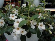 bijela Cvijet Središnja Američka Zvončić (Codonanthe) Biljka u Saksiji foto