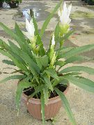 hvit Blomst Kurkuma (Curcuma) Potteplanter bilde