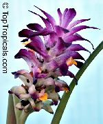 purpurowy Kwiat Kurkuma (Curcuma) Rośliny domowe zdjęcie