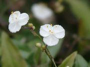 λευκό λουλούδι Tahitian Νυφικό Πέπλο (Gibasis) φυτά εσωτερικού χώρου φωτογραφία