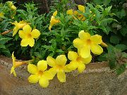 žlutý Květina Golden Trumpet Keř (Allamanda) Pokojové rostliny fotografie