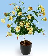 gul Blomma Gyllene Trumpet Buske (Allamanda) Krukväxter foto