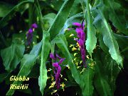 ライラック フラワー ダンスの女性 (Globba) 観葉植物 フォト