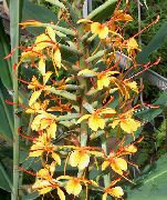 turuncu çiçek Hedychium, Kelebek Zencefil  Ev bitkileri fotoğraf
