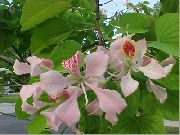 Баухинія (Орхідейні Дерево) Квітка рожевий