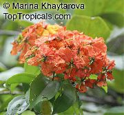 κόκκινος λουλούδι Δέντρο Ορχιδέα (Bauhinia) φυτά εσωτερικού χώρου φωτογραφία