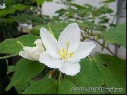 Bauhinia (Drzewo Orchidea) Kwiat biały