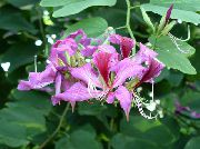 leylak çiçek Orkide Ağacı (Bauhinia) Ev bitkileri fotoğraf