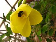 gul Blomst Orchid Treet (Bauhinia) Potteplanter bilde